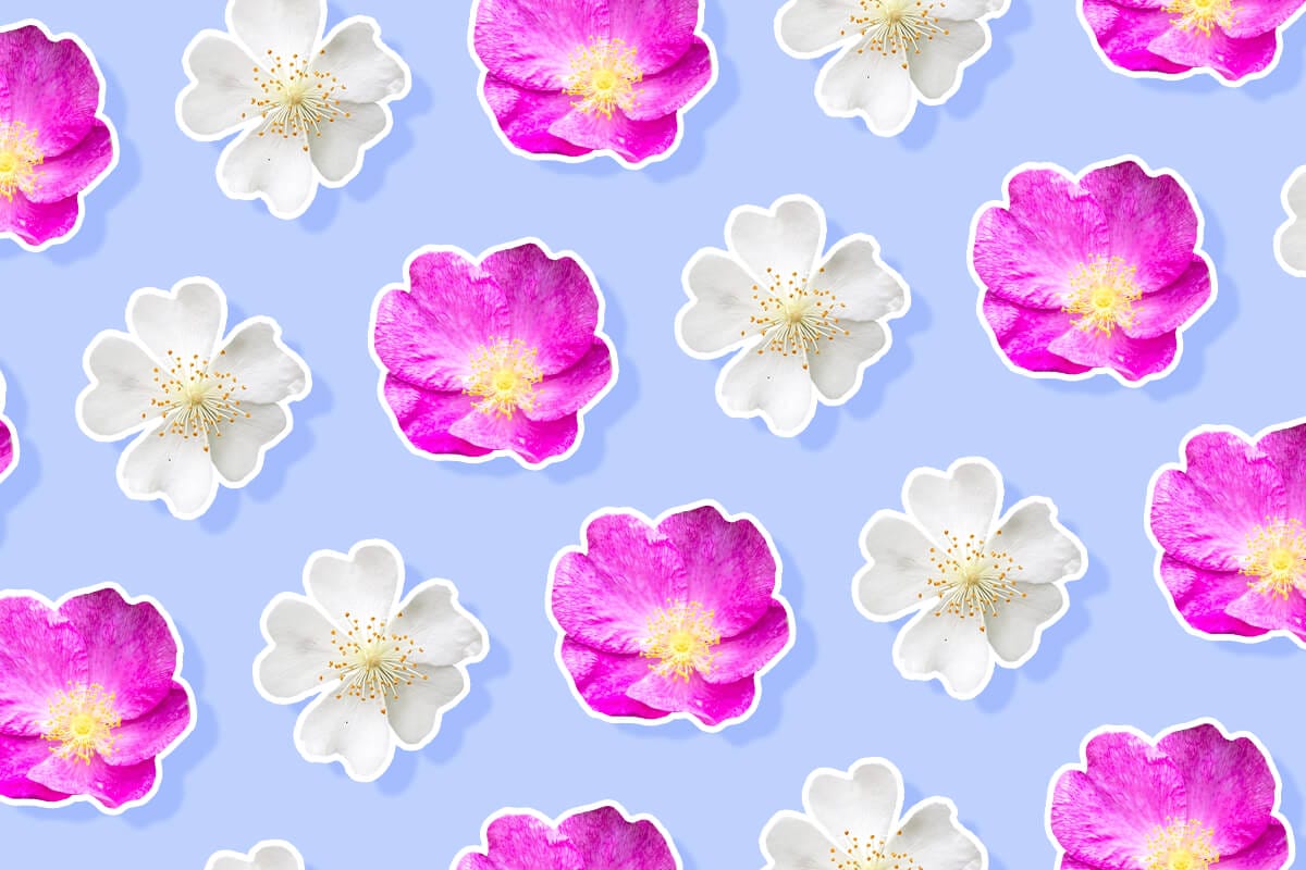 Top 10 Species Roses to Grow in Your Garden