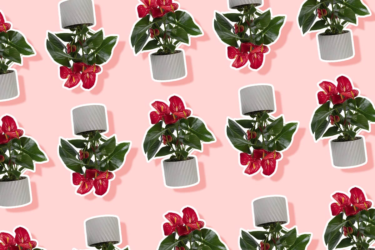 Ultimate Guide to Anthurium Meaning and Symbolism
