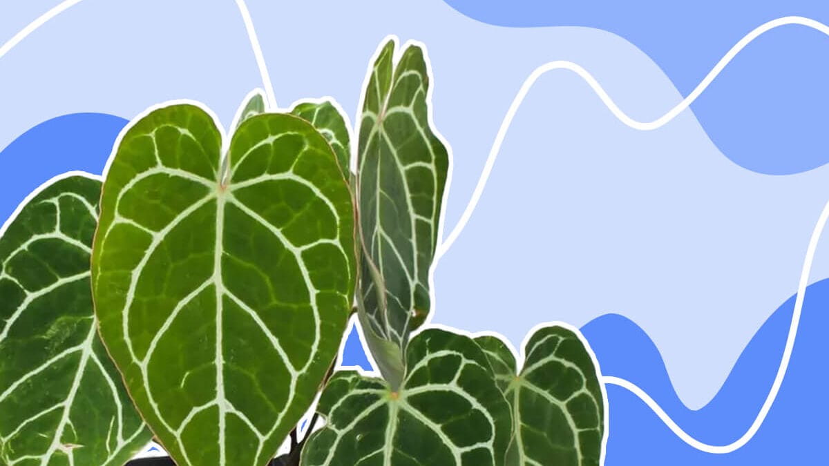 How to Grow Anthurium Crystallinum Plants at Home - Petal Republic