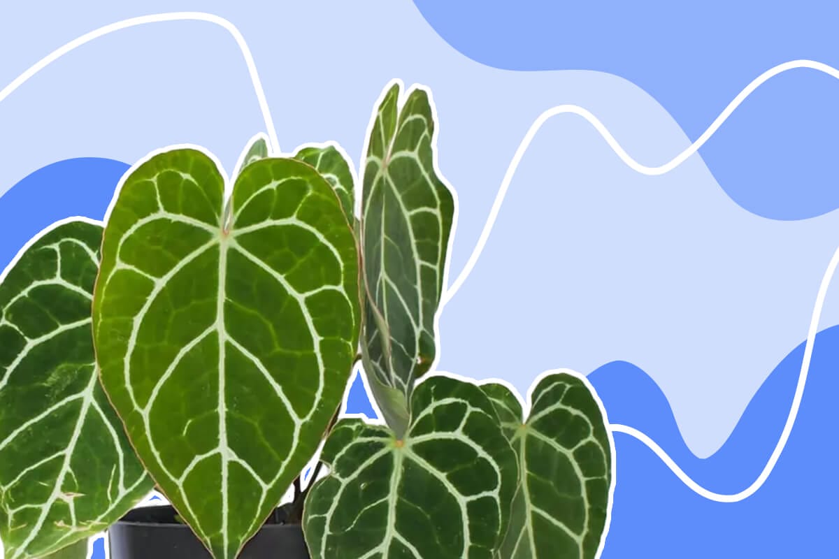 Ultimate Guide to Anthurium crystallinum Care