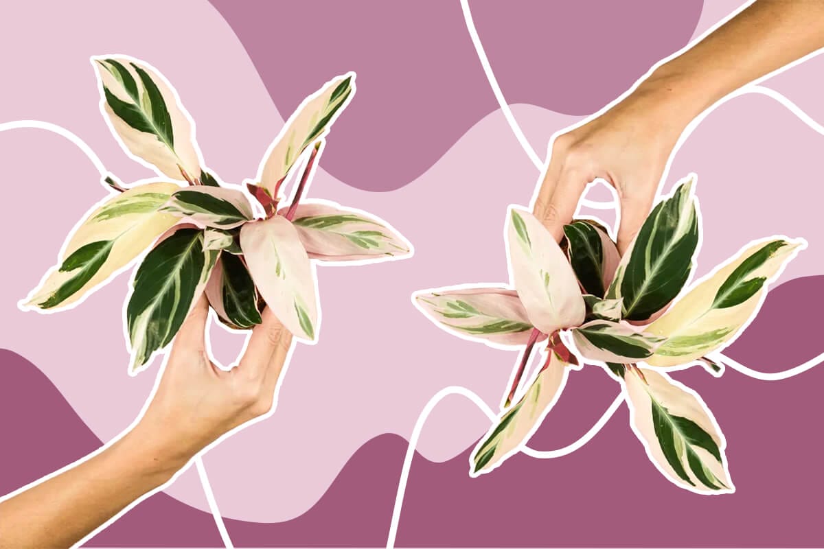 Ultimate Guide to Growing & Caring for Stromanthe Triostar