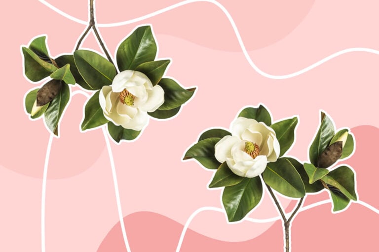Ultimate Guide to Magnolia Flower Meaning & Symbolism