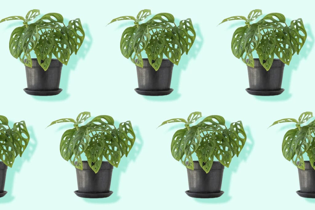 Ultimate Guide to Monstera Obliqua Care at Home