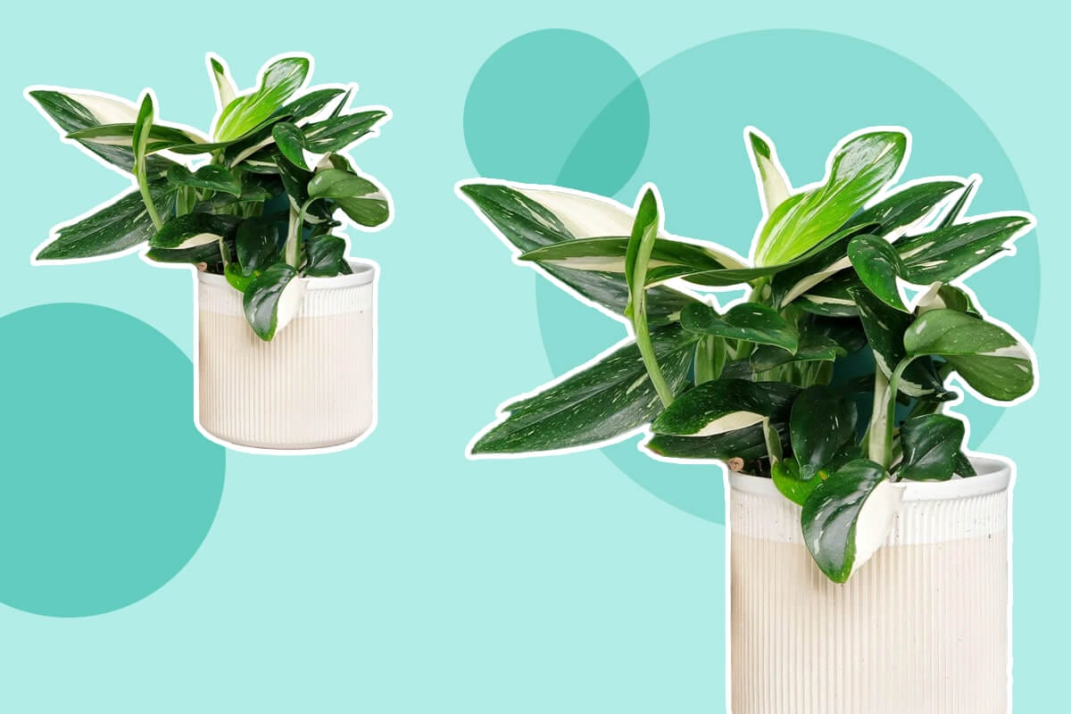 Ultimate Guide to Monstera standleyana Plant Care