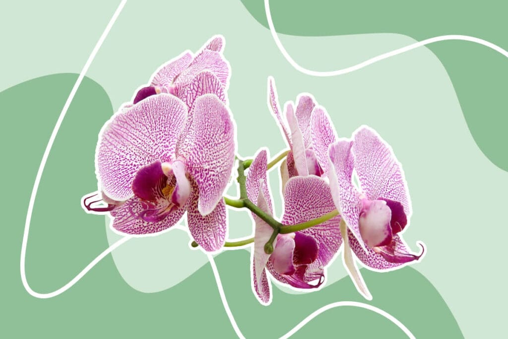 Ultimate Guide to Orchid Plant Light Requirements Petal Republic