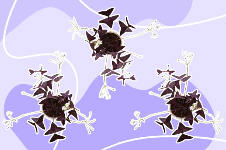 Ultimate Guide to Oxalis Triangularis Plant Care at Home