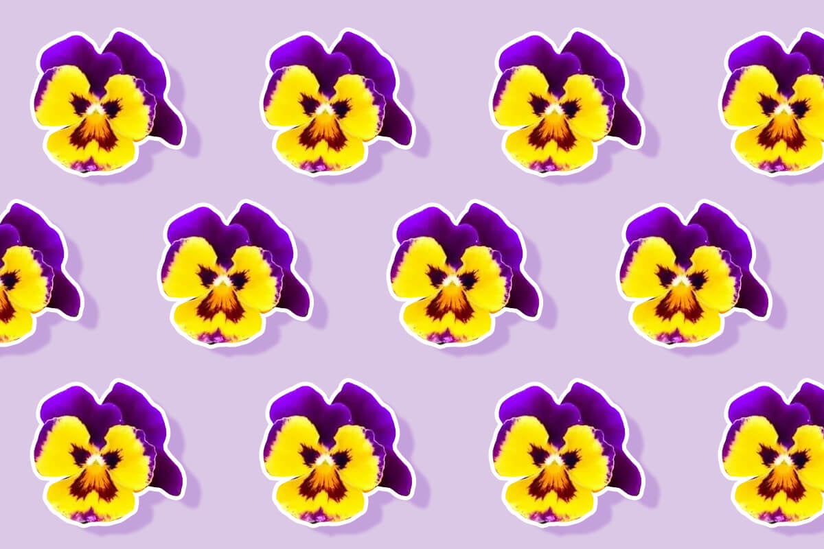 Ultimate Guide to Pansy Flower Meaning & Symbolism