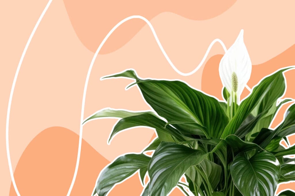 Ultimate Guide to Peace Lily Plant Care (Spathiphyllum)