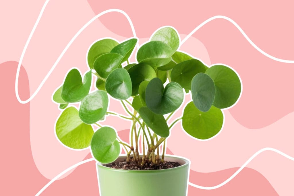 Ultimate Guide to Pilea Peperomioides Plant Care