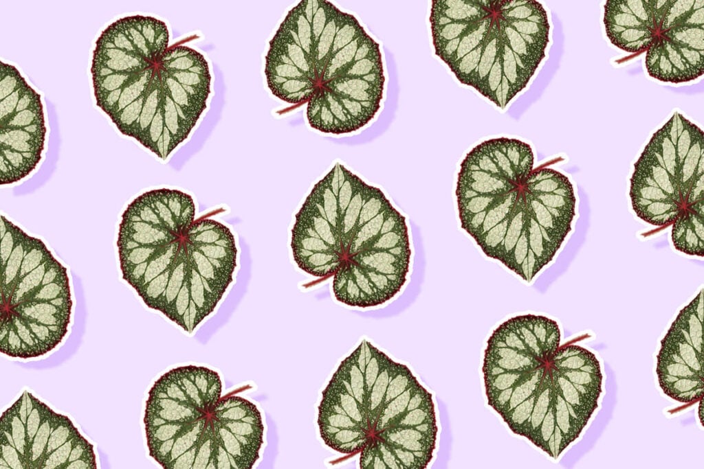 Ultimate Guide to Rex Begonia Plant Care at Home