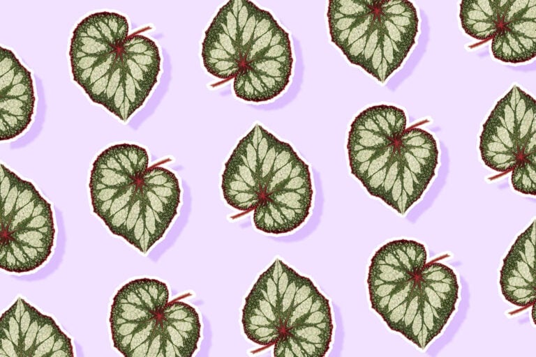 Ultimate Guide to Rex Begonia Plant Care at Home