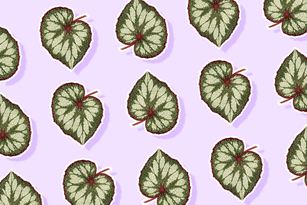 Ultimate Guide to Rex Begonia Plant Care at Home