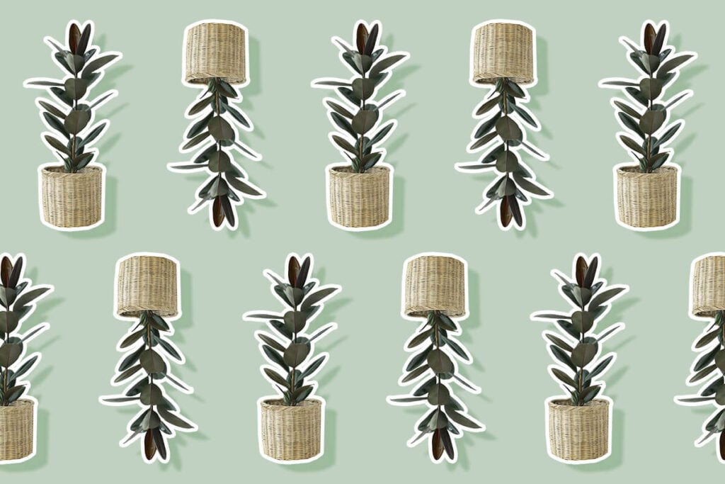 Ultimate Guide to Rubber Tree Plants (Ficus elastica)