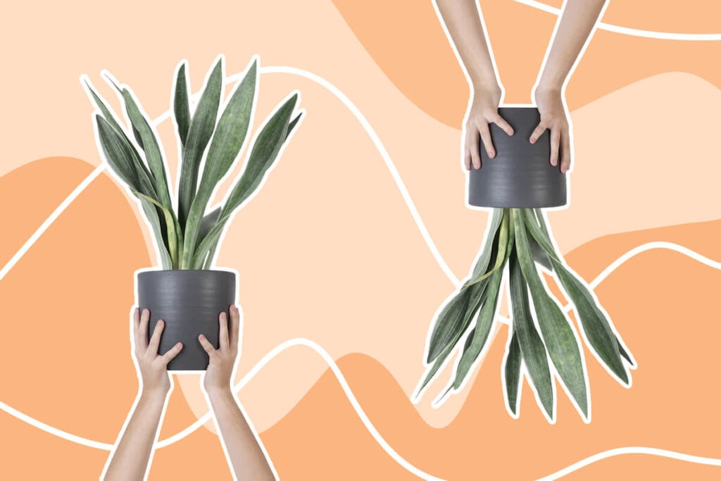 Ultimate Guide to Snake Plant Care (Dracaena trifasciata)