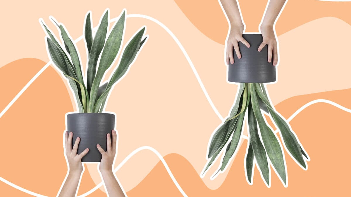 Snake Plant Care at Home (Dracaena trifasciata) - Petal Republic