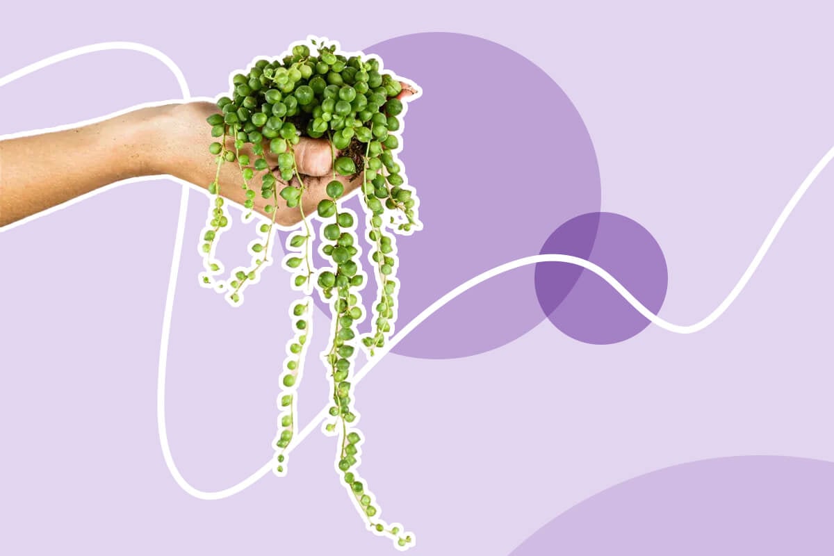 Ultimate Guide to String of Pearls Plant Care at Home