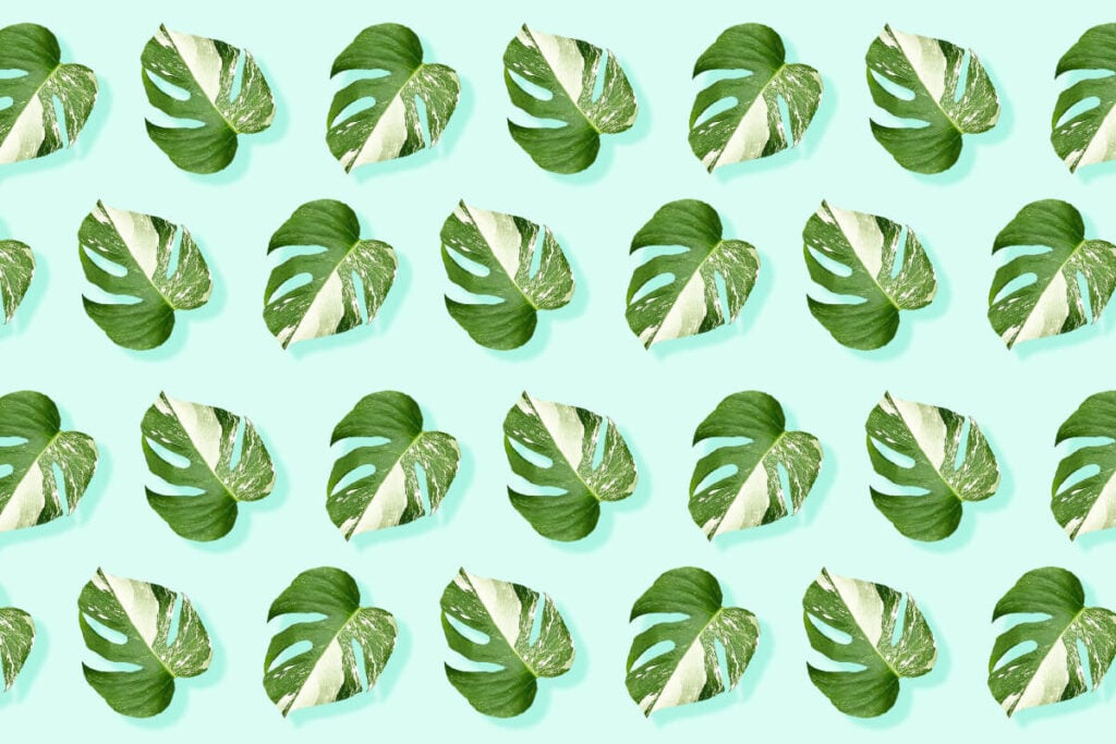 Variegated Monstera Plants_ Your Essential Guide