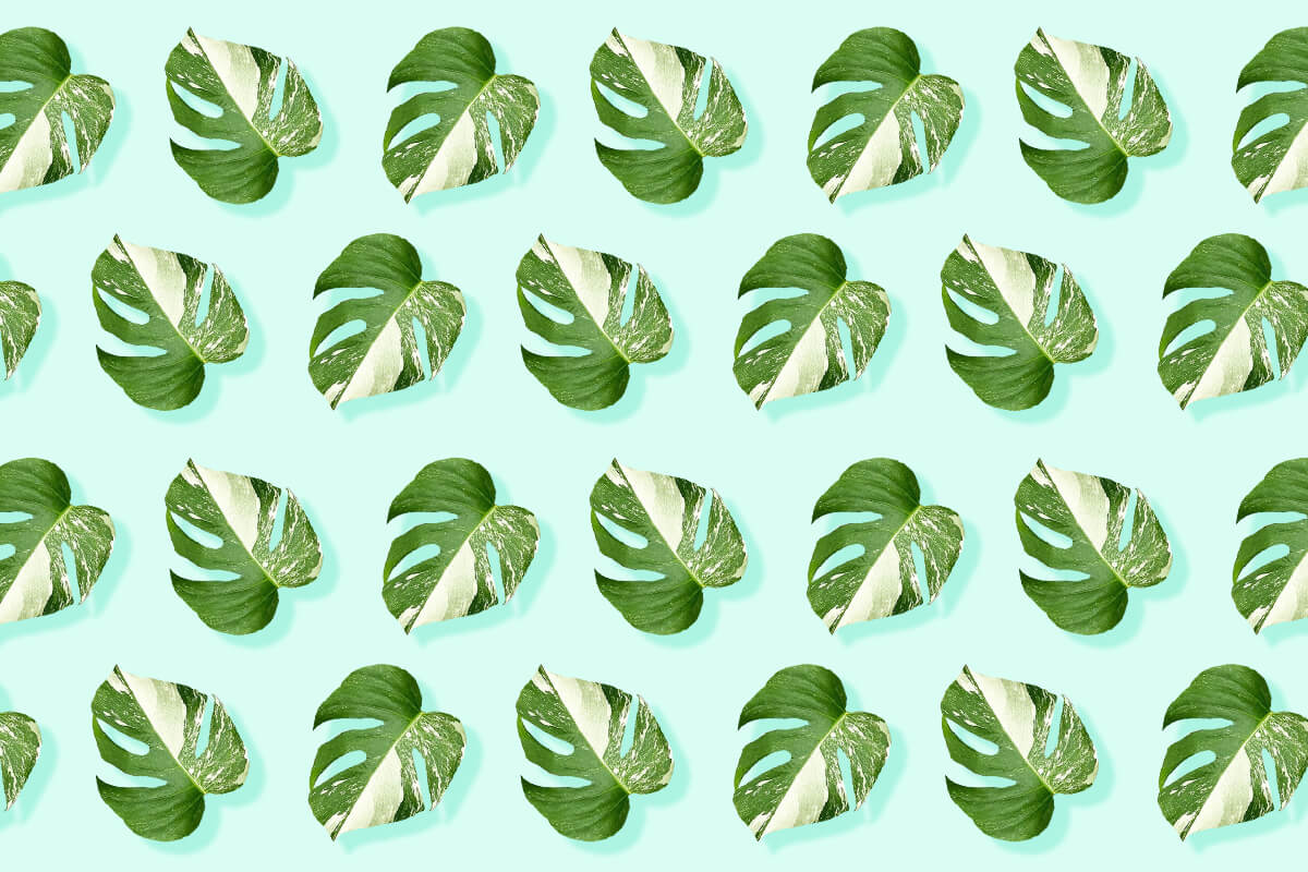 Variegated Monstera Plants_ Your Essential Guide