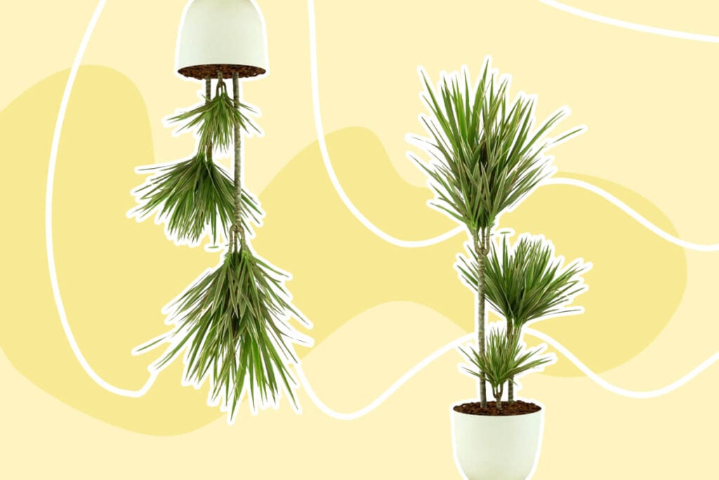10 Common Causes of Yellow Leaves on Dracaena Marginata Plants