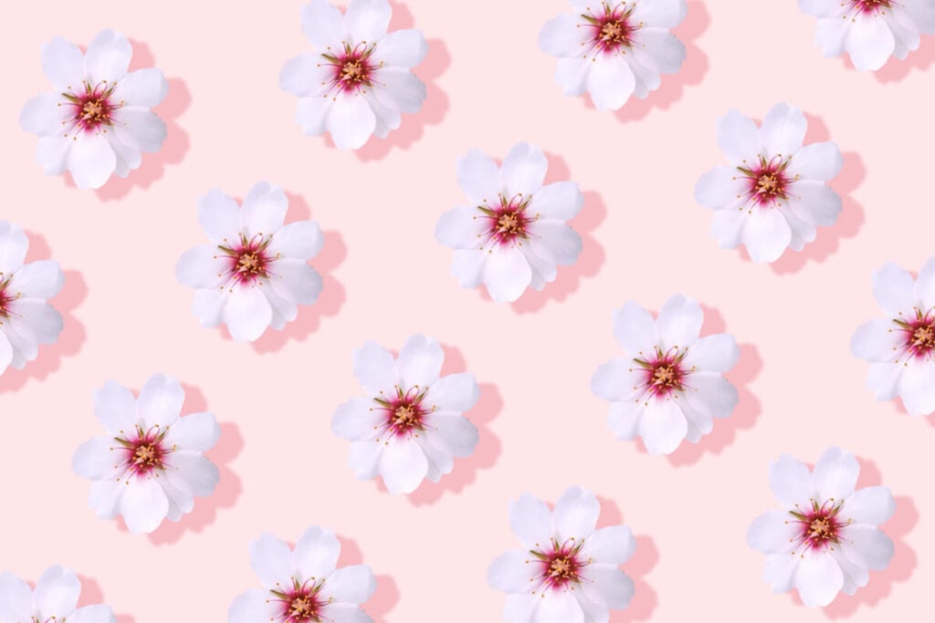 Almond Flower Meaning_ Unveiling Cultural Stories, Folklore, and Symbolism