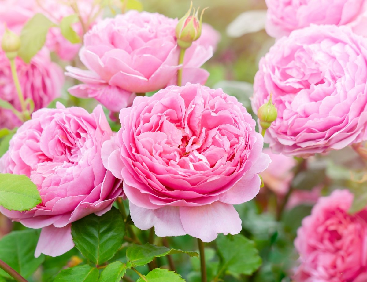 Disease Resistant Roses