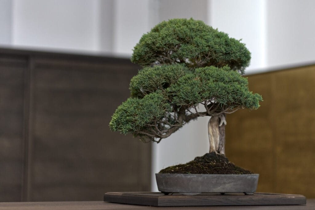 A perfectly manicured mature Bonsai Pine