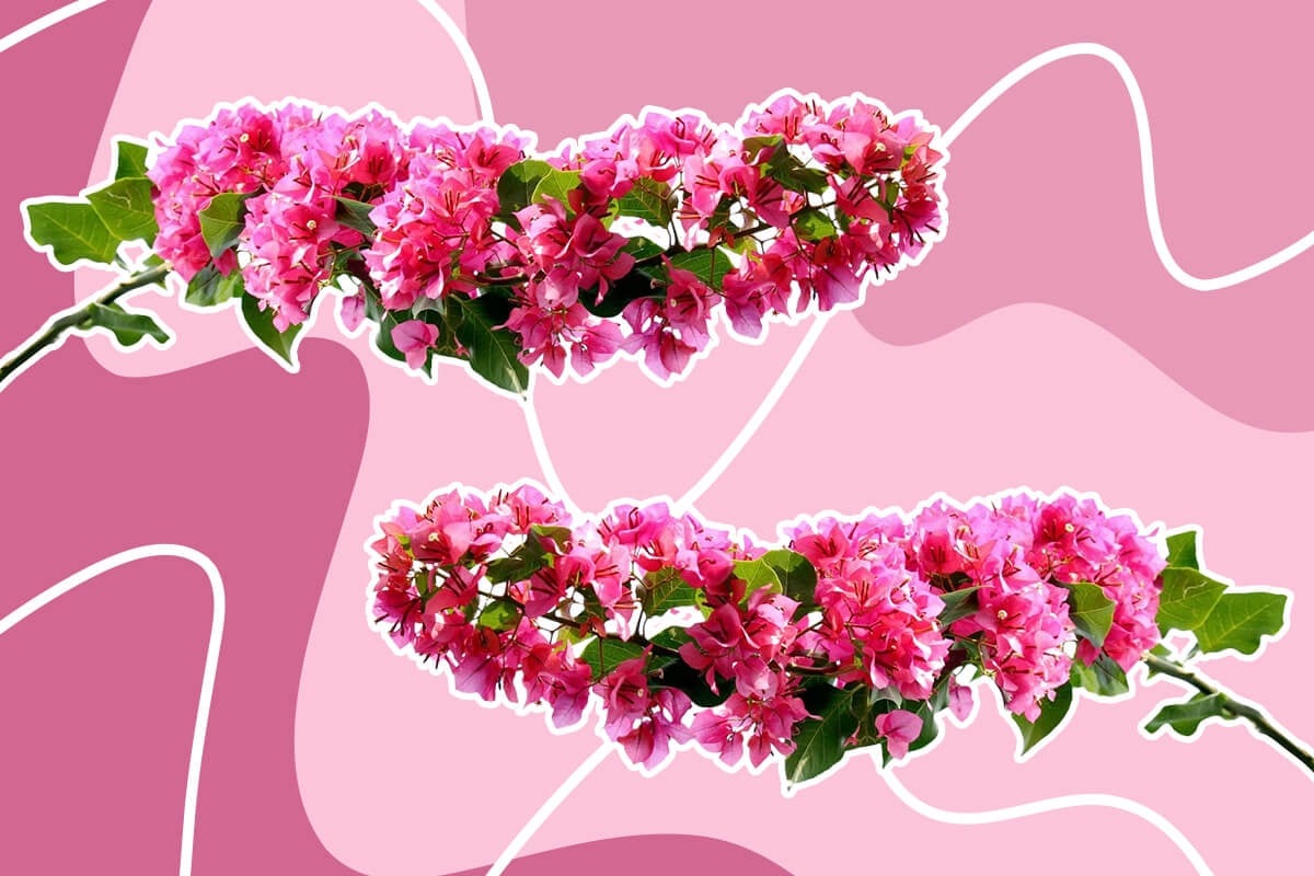 Symbolic Bougainvillea Flowers