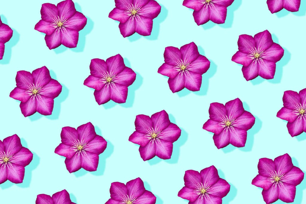 Clematis Flower Meaning and Symbolism