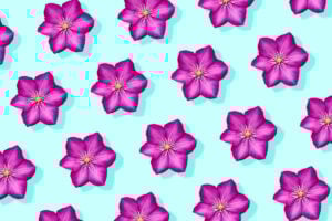 Clematis Flower Meaning and Symbolism