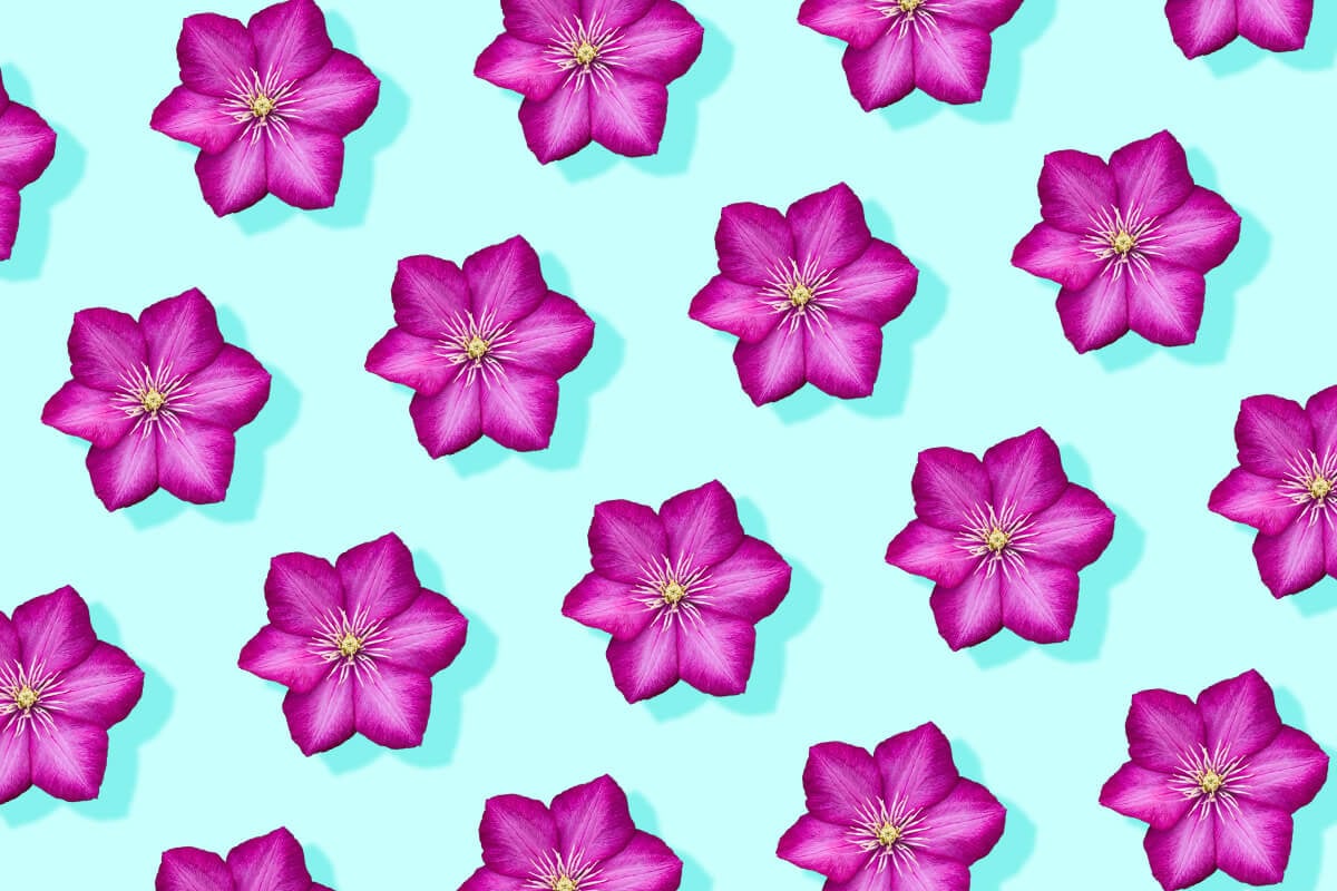 Clematis Flower Meaning and Symbolism