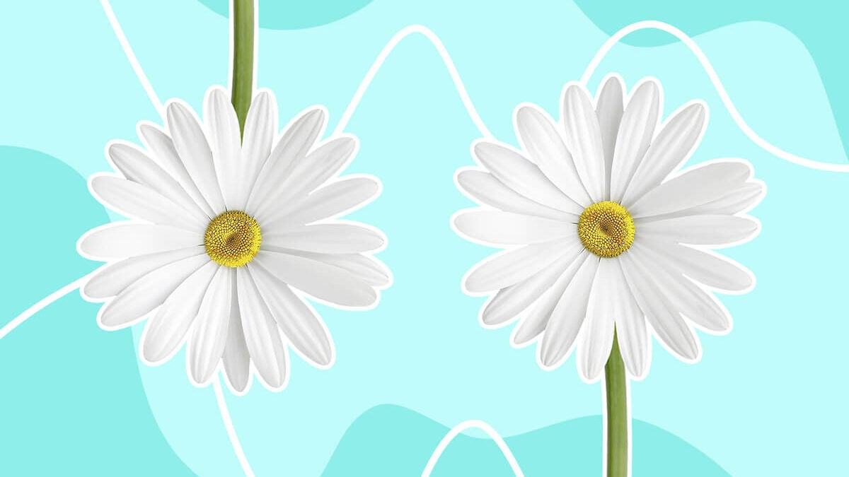 Daisy Flower Meaning In Kannada Best Flower Site