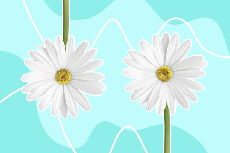 Daisy Flower Meaning and Symbolism in the Langauge of Flowers
