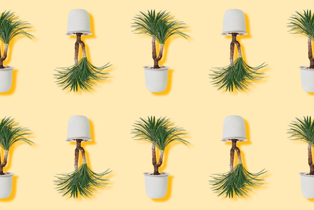 Dracaena Plants_ Discover Their Hidden Meanings and Symbolism