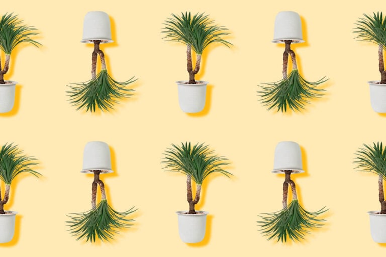Dracaena Plants_ Discover Their Hidden Meanings and Symbolism