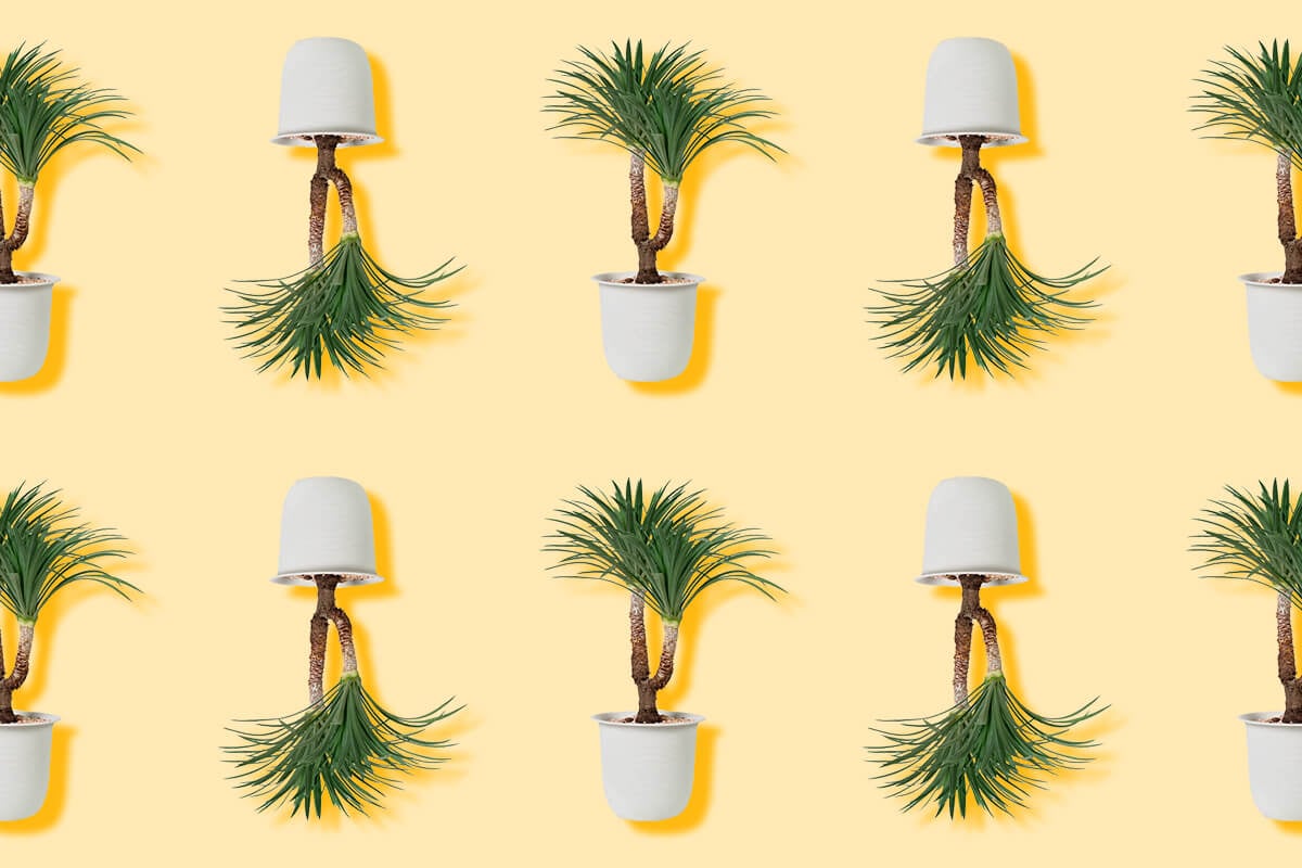 Dracaena Plants_ Discover Their Hidden Meanings and Symbolism