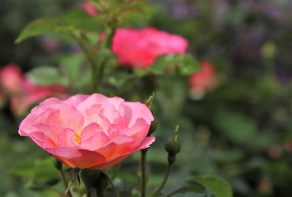 Easy Elegance® Roses