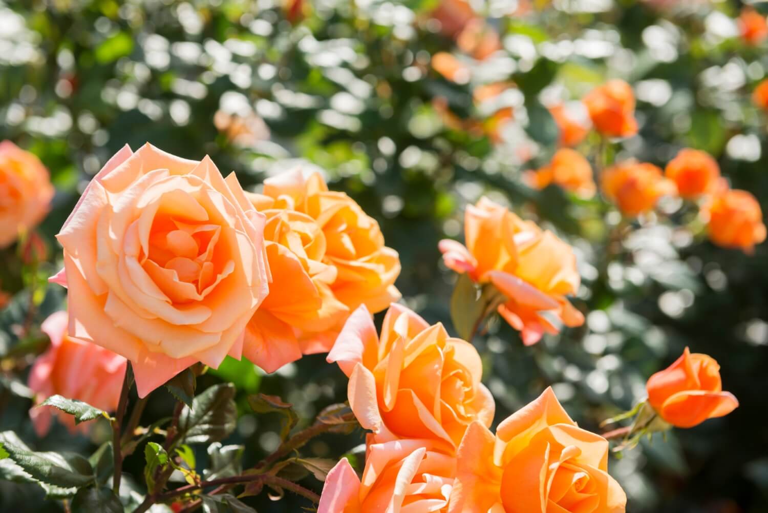 Eco-Friendly Rose Gardening: Smart Techniques for Beautiful Flowers