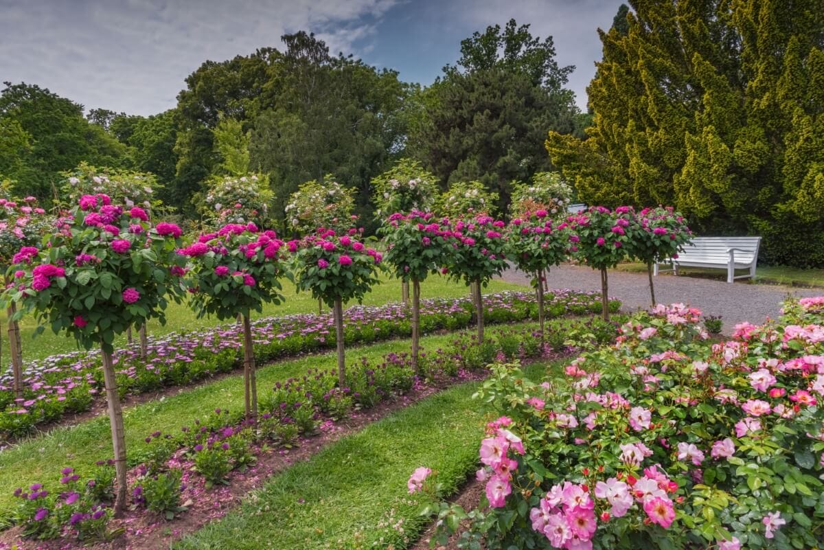 30 Best Rose Gardens in the World You Have To Visit Petal Republic