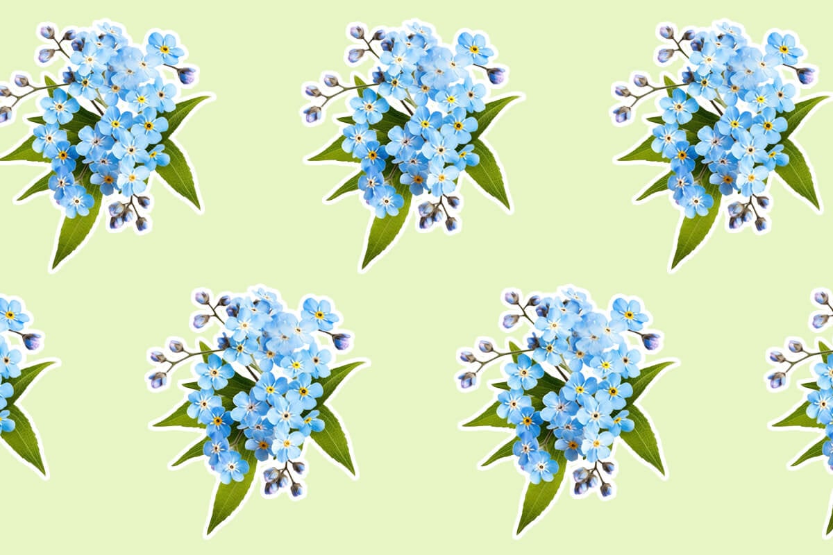 Symbolic Forget Me Not Flowers