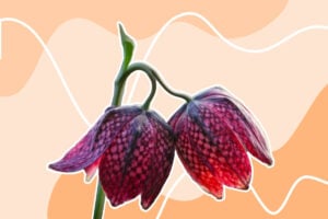 Fritillaria flower heads