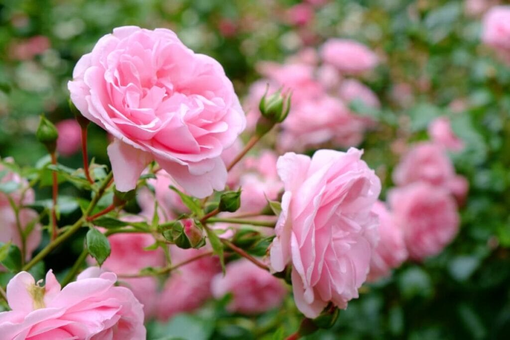 Soft pink disease resistant rose bushes in bloom 