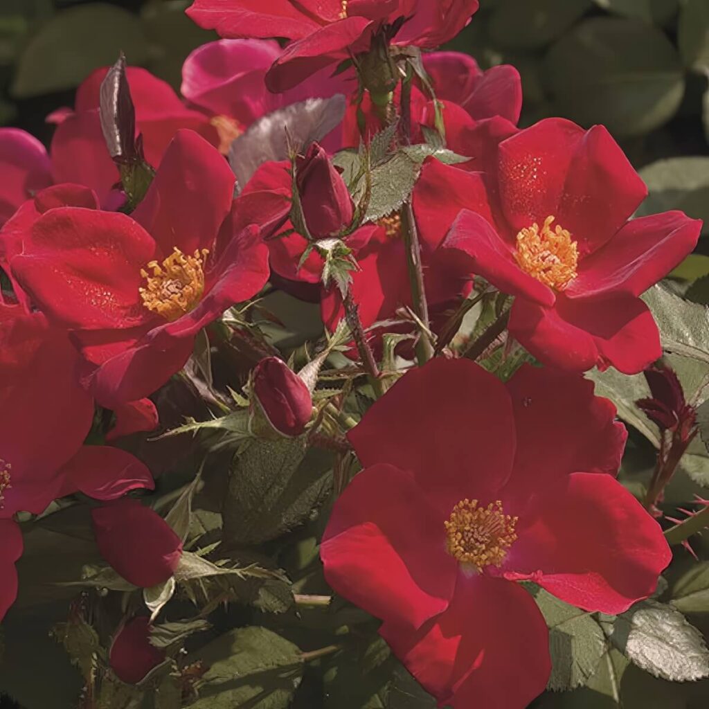 Home Run Roses