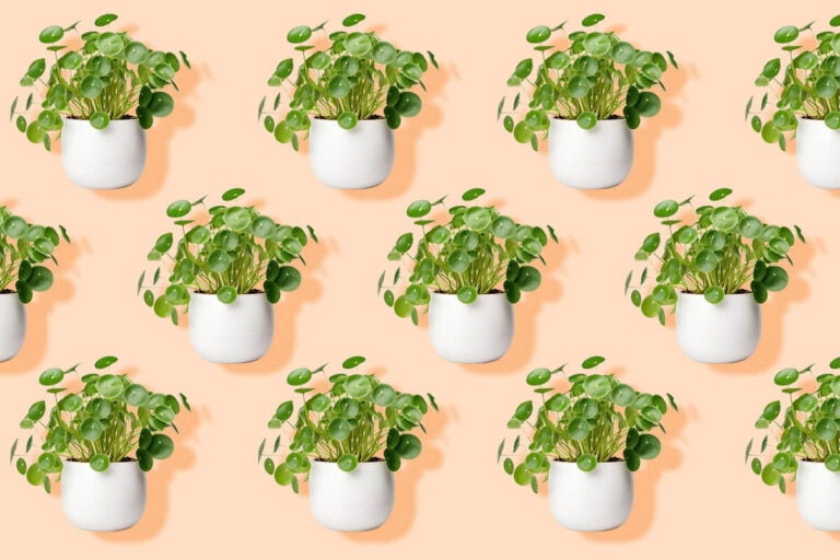 How To Water Chinese Money Plants (Pilea peperomoides)