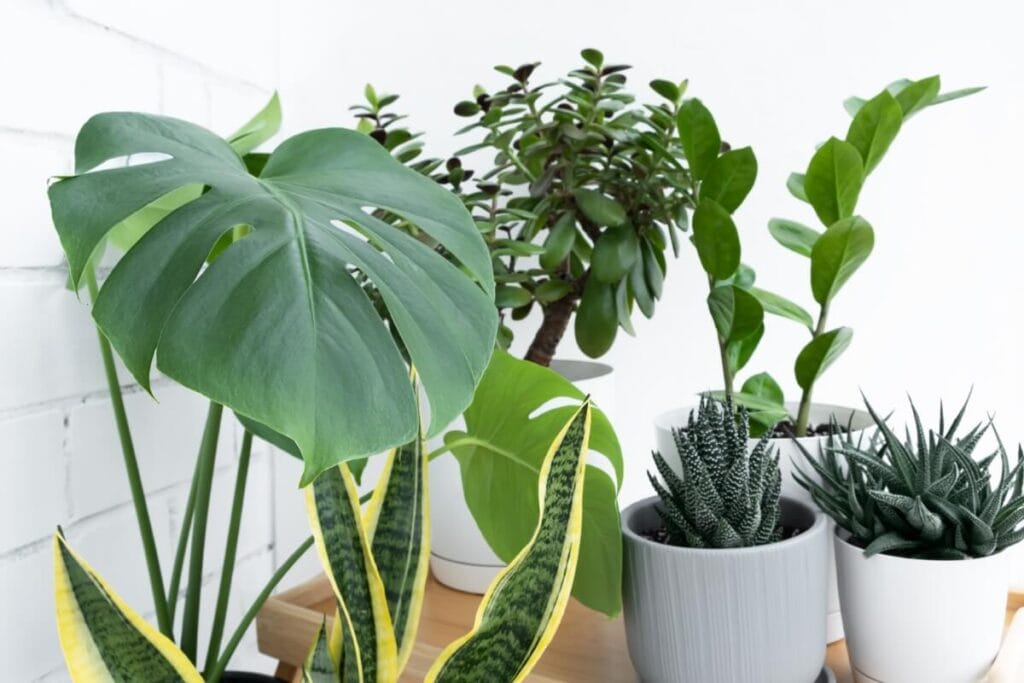 A collection of potted houseplants in white plant pots featuring a monstera and a jade plant