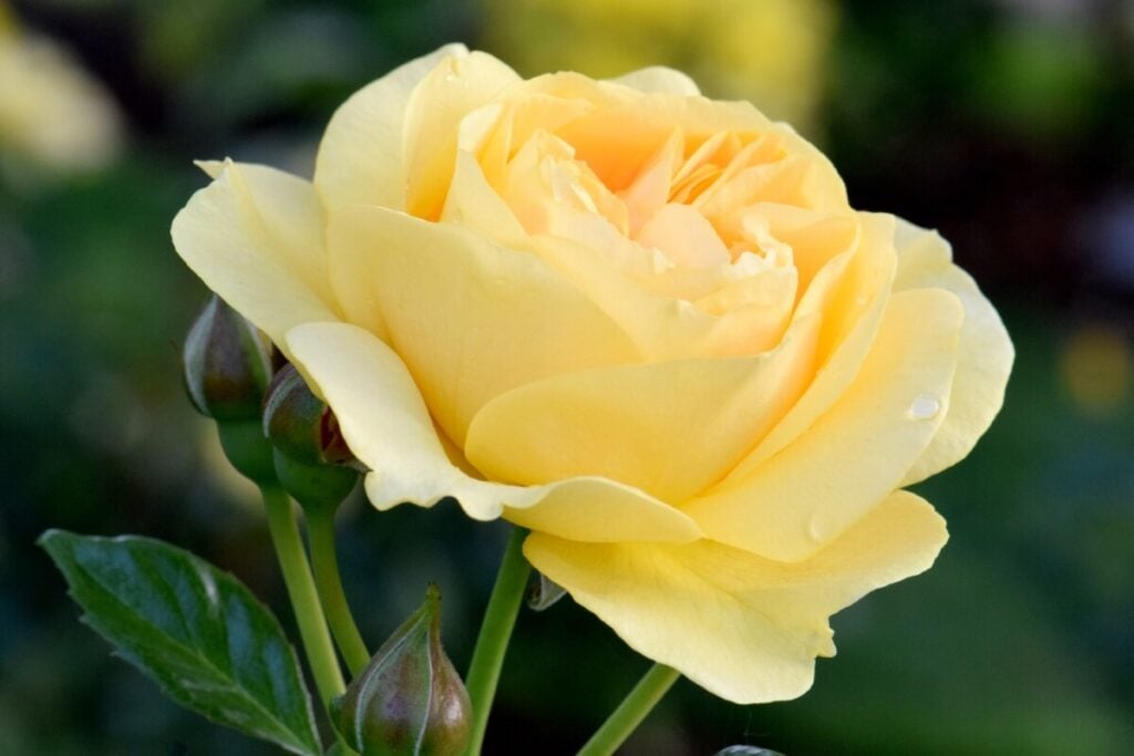 Julia Child™ Rose