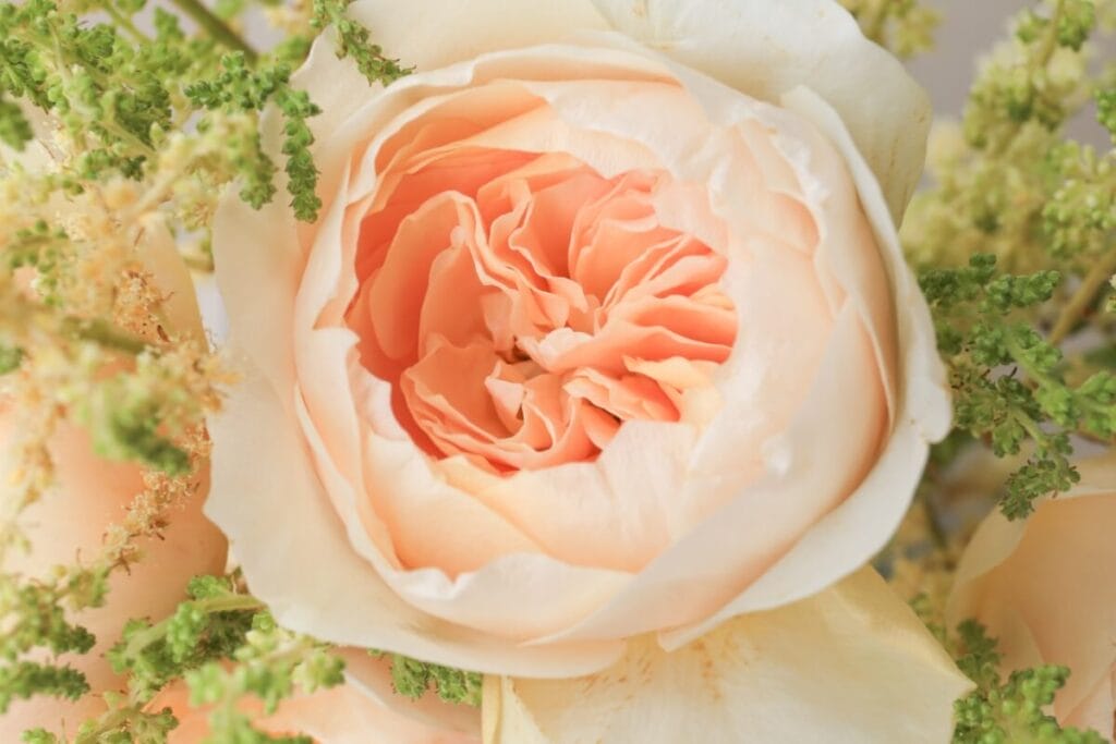 A peach colored Juliet Rose in bloom