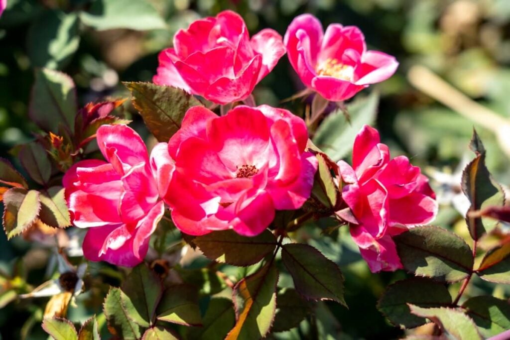 Knock Out® Roses