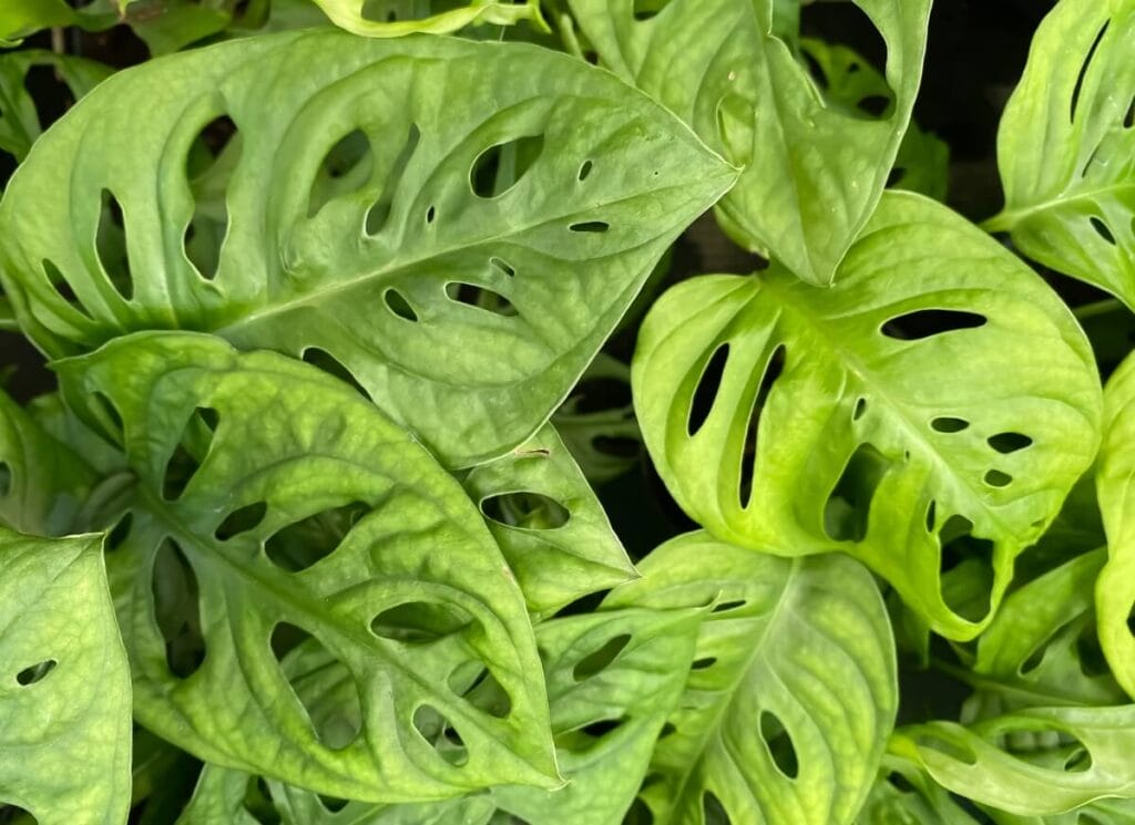 Monstera Obliqua leaves with shades of forest green and fenestrated leaves