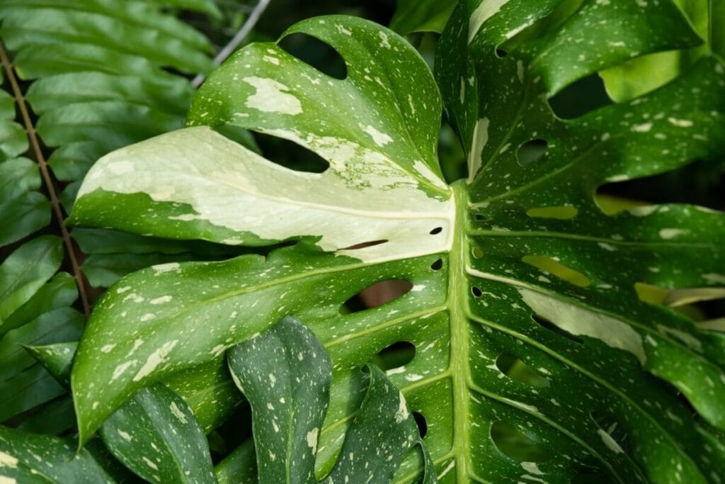 Monstera Thai Constellation