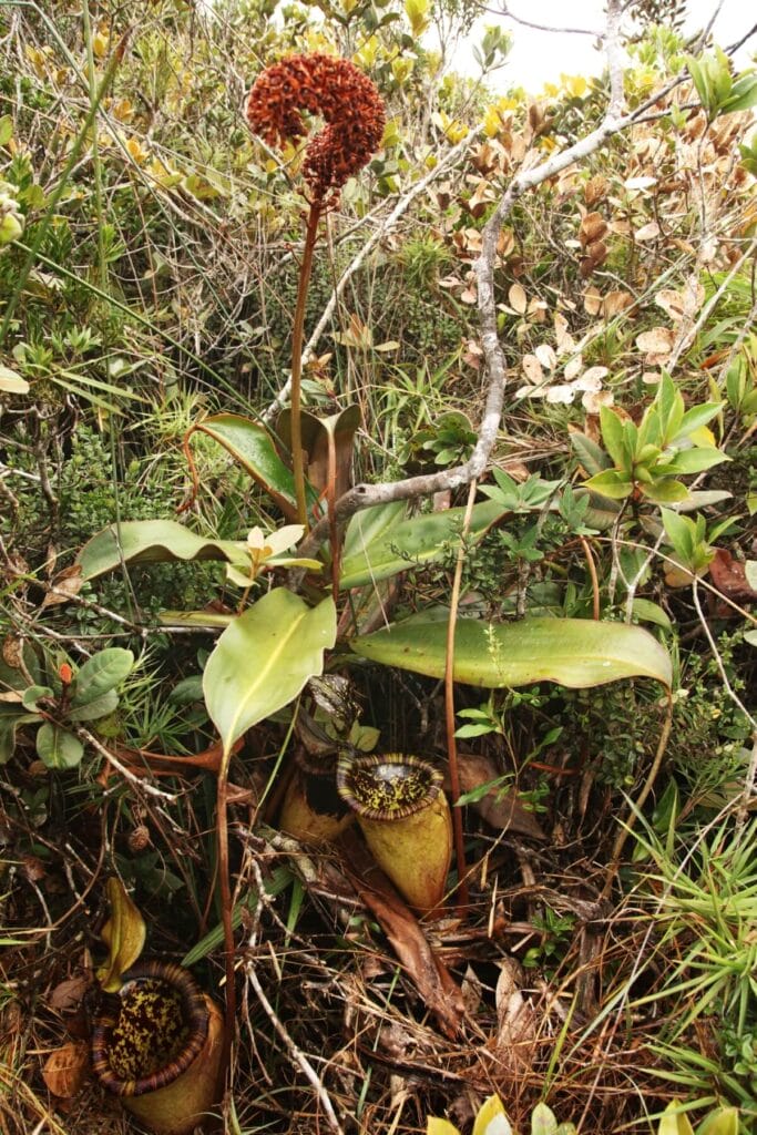 A large Nepenthes Attenboroughii plant being grown in a wild garden